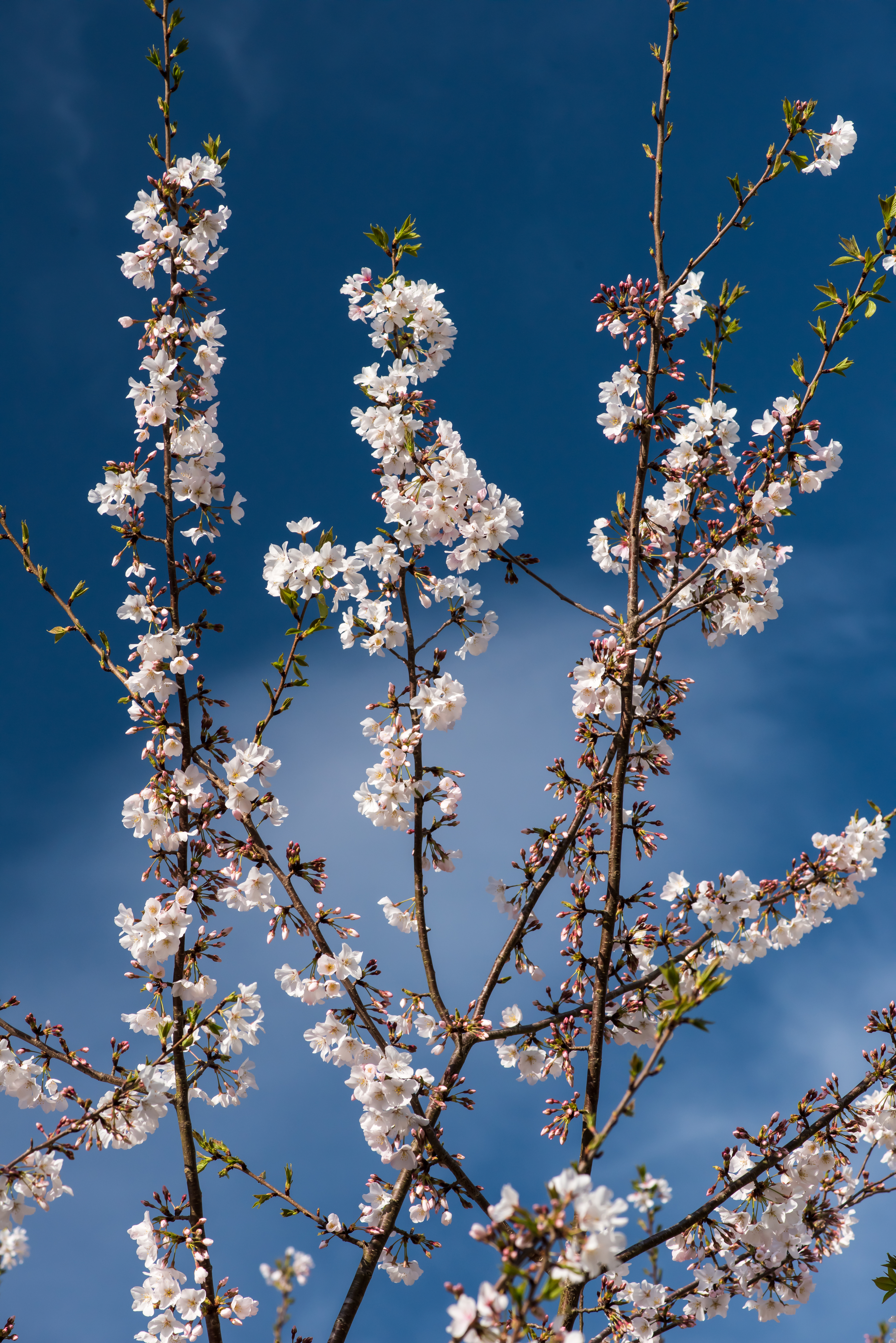 cherry blossoms1 (1 of 1)-2
