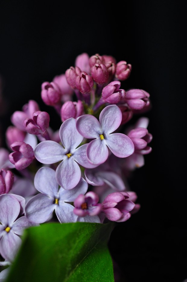 DSC_0023 - Version 2